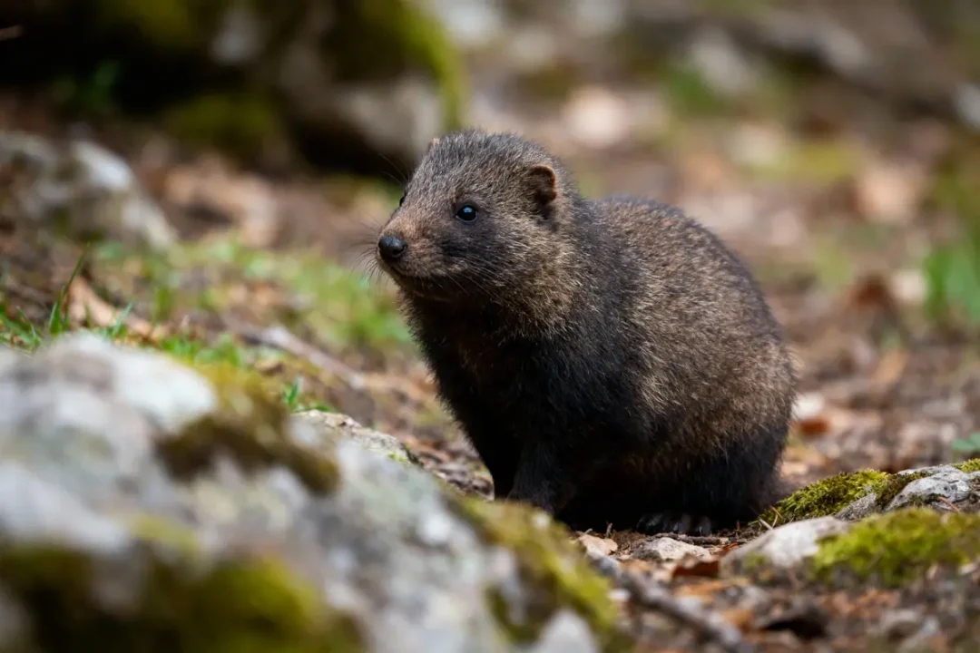 Petit mammifère brun poilu sur sol forestier, entouré de mousse et de pierres floues en arrière-plan.