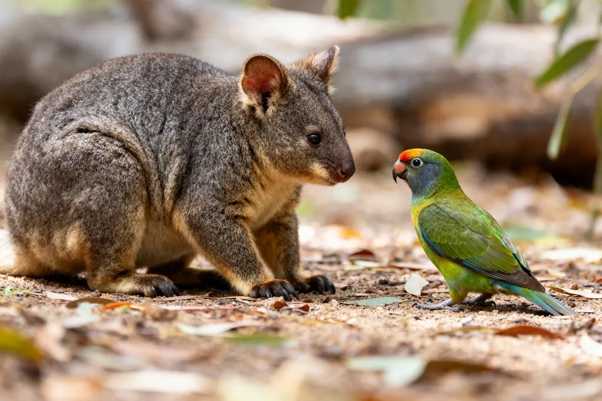 Un pademelon et un perroquet coloré se font face sur le sol couvert de feuilles.