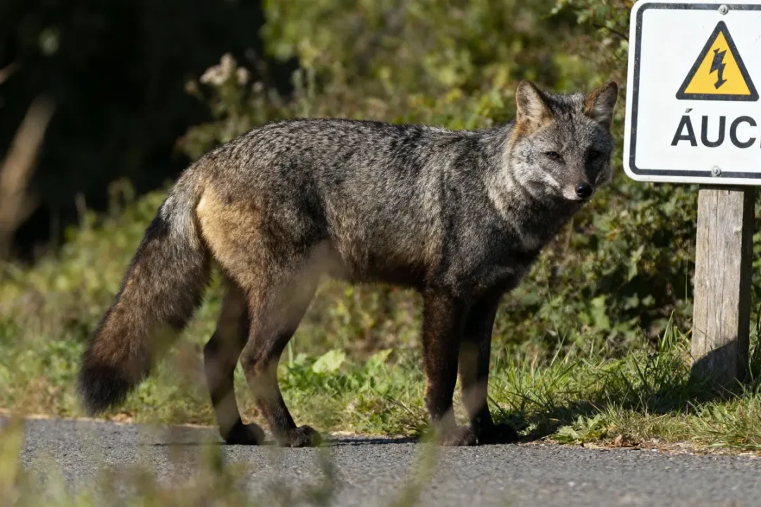 Renard gris debout près d'un panneau avertissant de danger électrique dans un environnement verdoyant.
