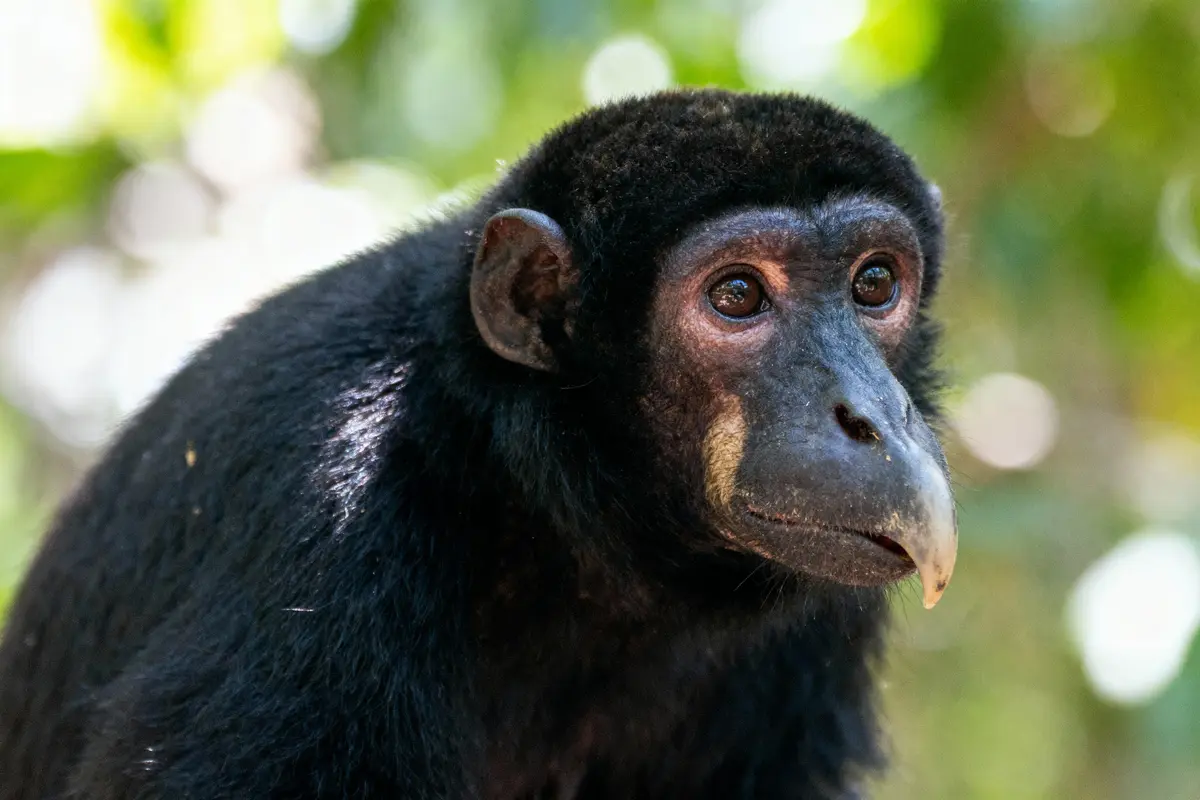 Singe à fourrure noire avec visage brun, dans un environnement flou naturel, regardant vers la droite.