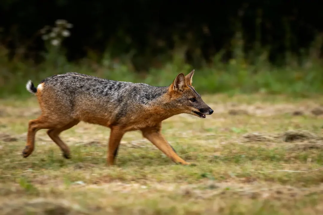 Un chacal marche à travers un champ, arrière-plan flou, herbe verte et brune autour.