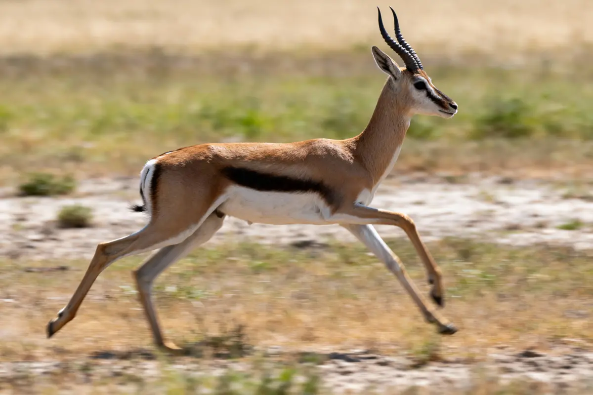 Antilope avec cornes longues court dans une plaine herbeuse, fond flou.