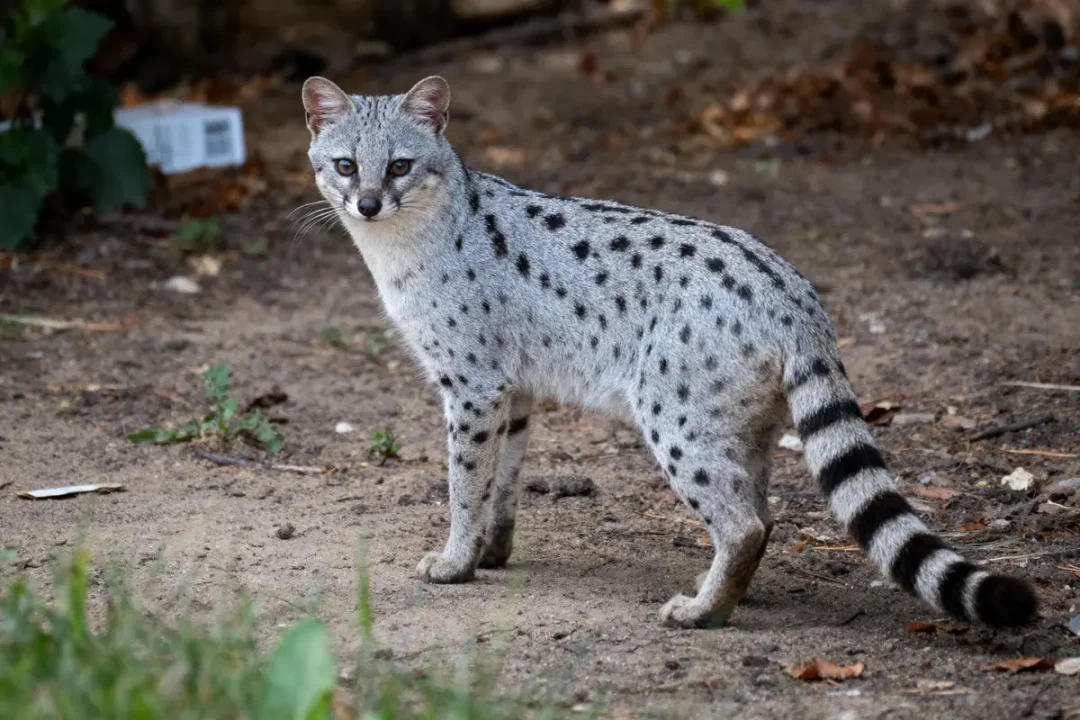 Un serval au pelage tacheté se tenant debout sur un sol terreux, regardant directement l'objectif.