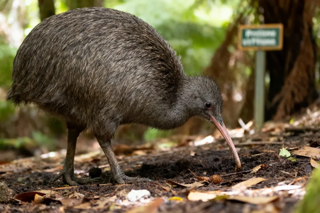 Kiwi brun fouillant le sol forestier pour se nourrir, avec végétation et panneau flou en arrière-plan.