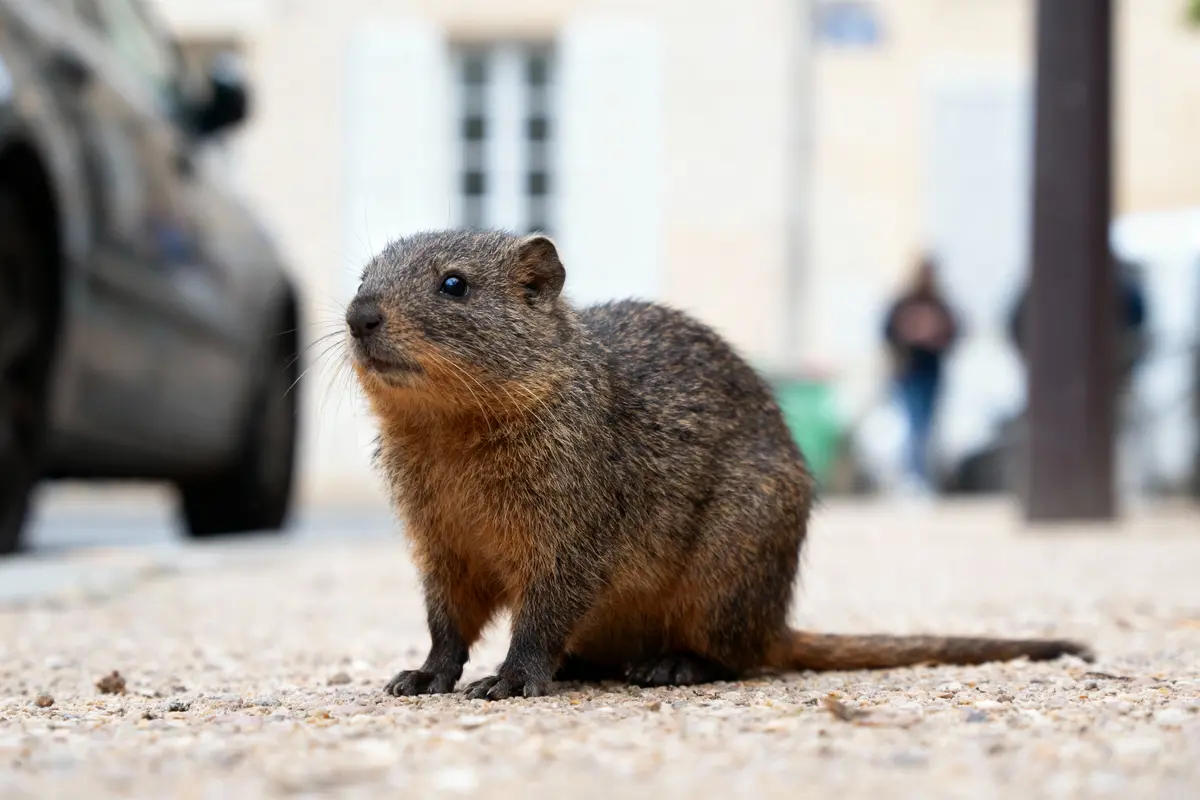 Un ragondin assis sur un trottoir urbain, flou en arrière-plan, voitures et passants.