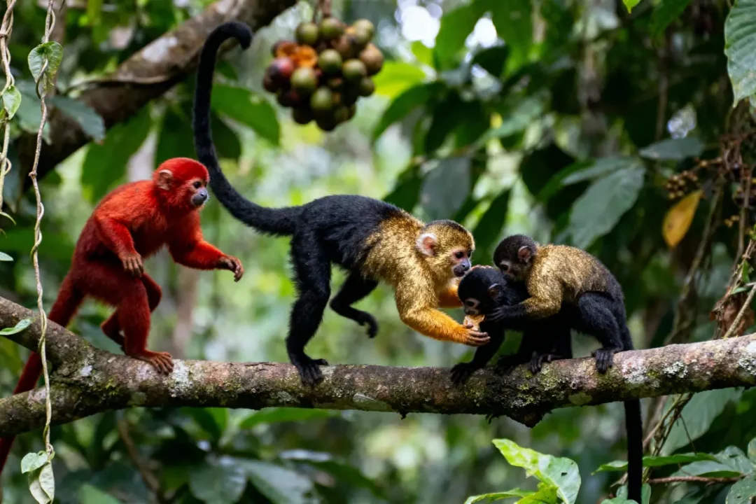 Des singes colorés interagissent sur une branche d'arbre dans une forêt tropicale verdoyante.