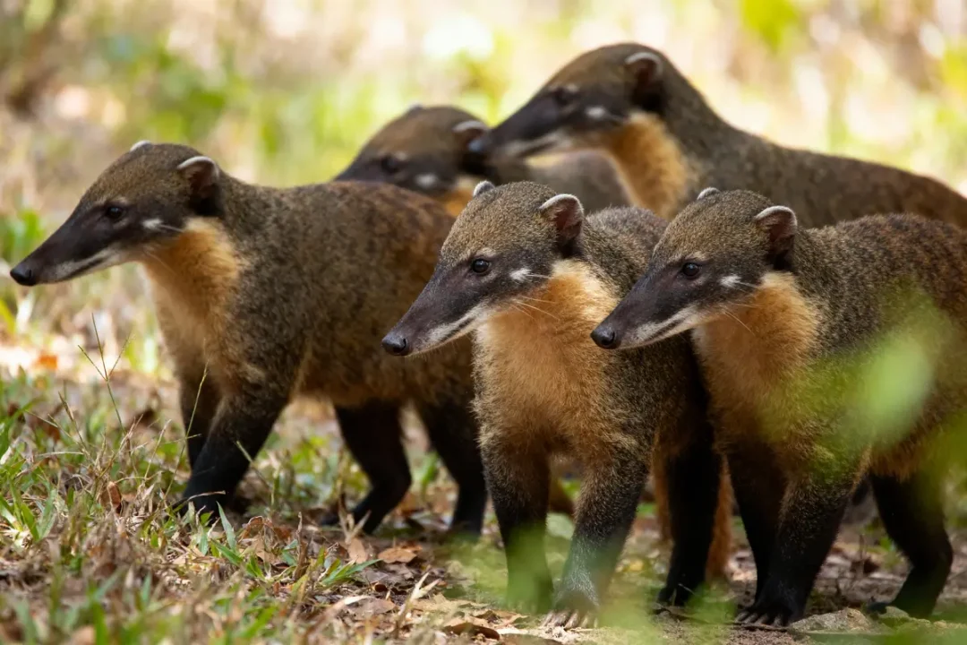 Groupe de mangoustes à fourrure brune, museaux pointus, dans un environnement herbeux et boisé.
