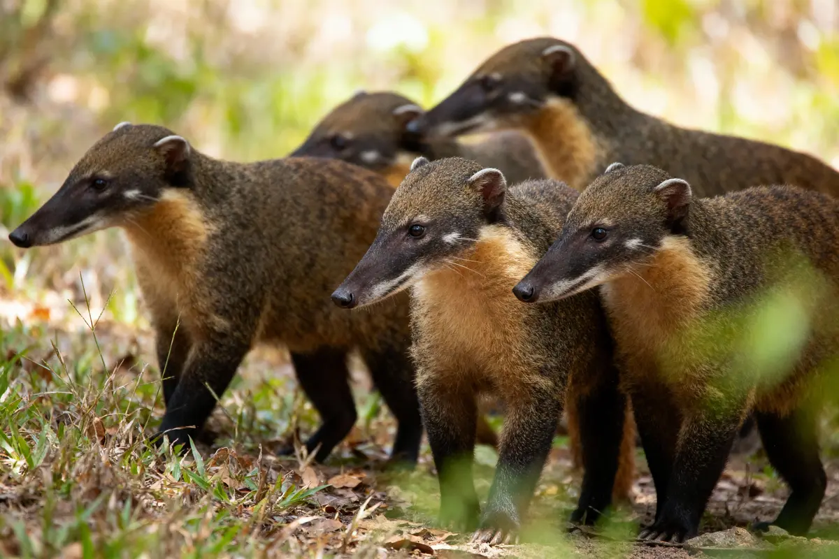 Groupe de mangoustes à fourrure brune, museaux pointus, dans un environnement herbeux et boisé.