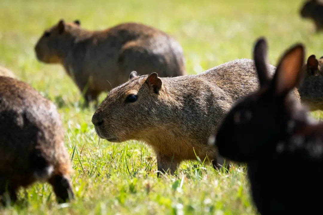Capybaras broutant de l'herbe dans un champ verdoyant par une journée ensoleillée.