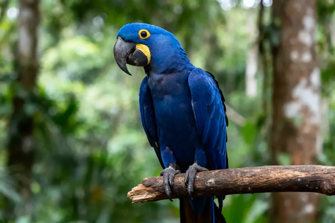 Ara bleu perché sur une branche, fond de jungle flou.