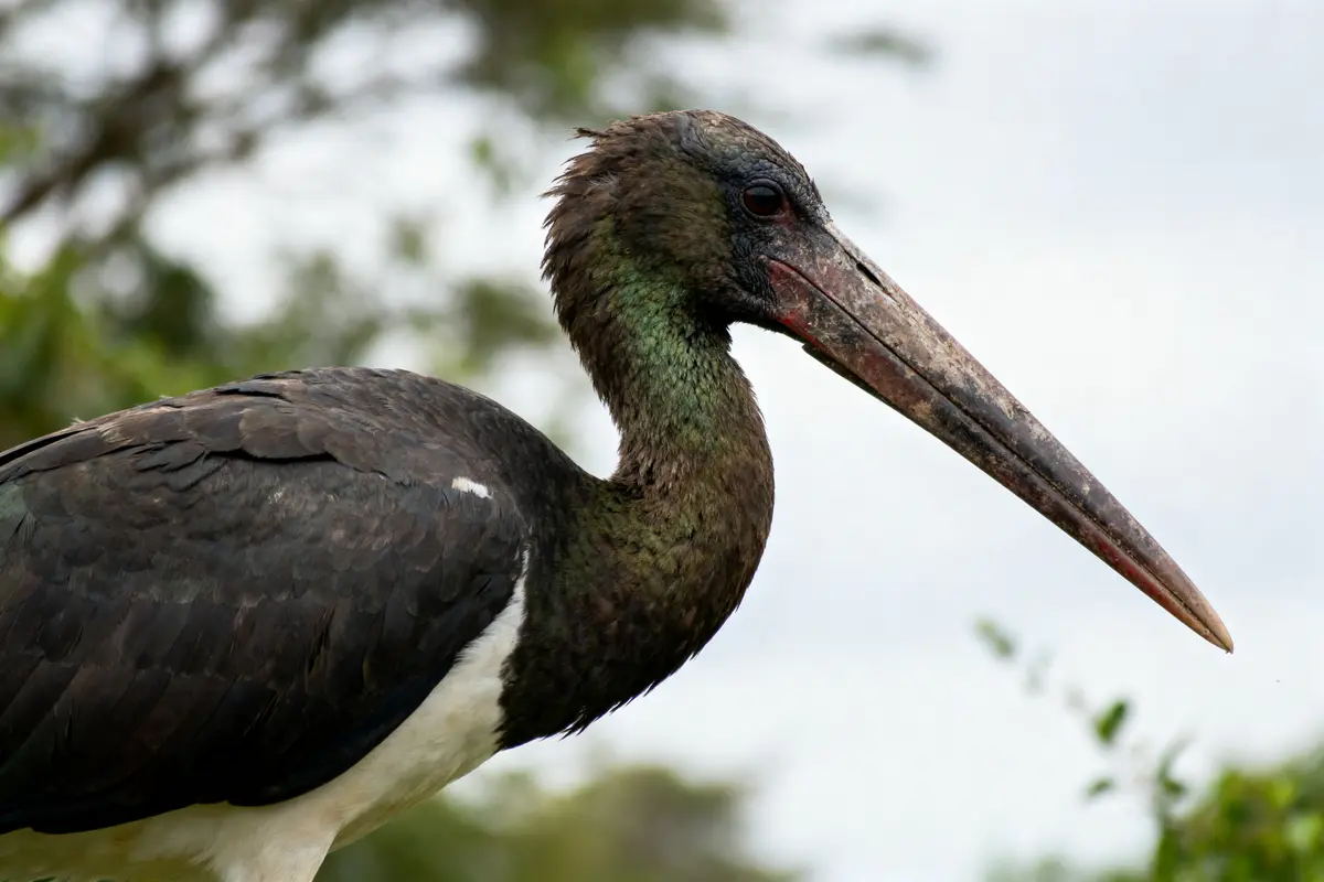 Gros plan d'une cigogne noire avec un long bec, plumage sombre et fond flou de feuillage.