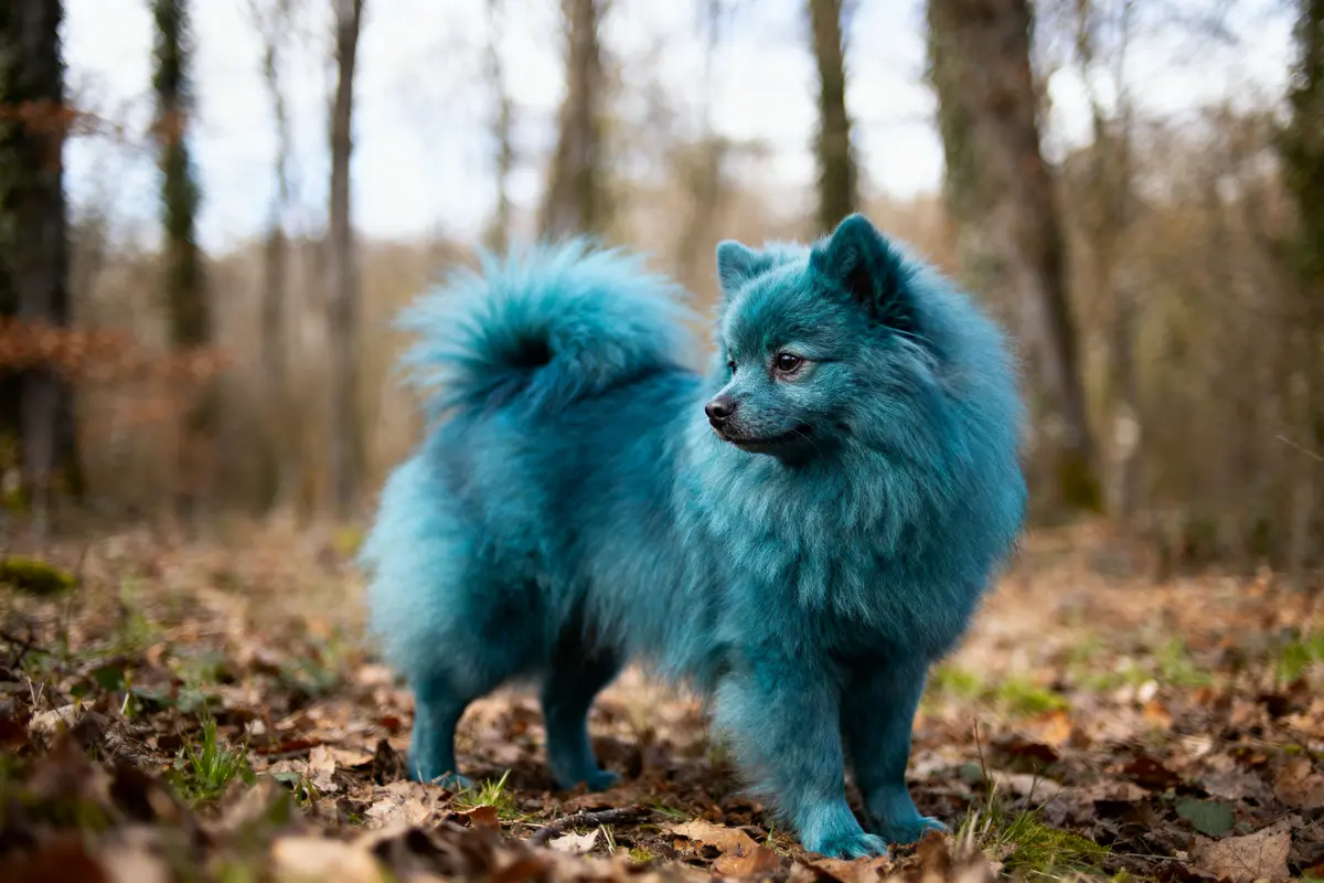 Chien fluffy teint bleu vif, debout dans une forêt automnale avec feuilles au sol.