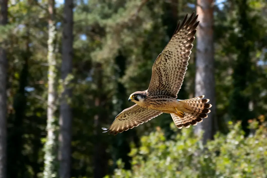 Faucon en vol, ailes déployées, fond de forêt verdoyante, lumière naturelle.