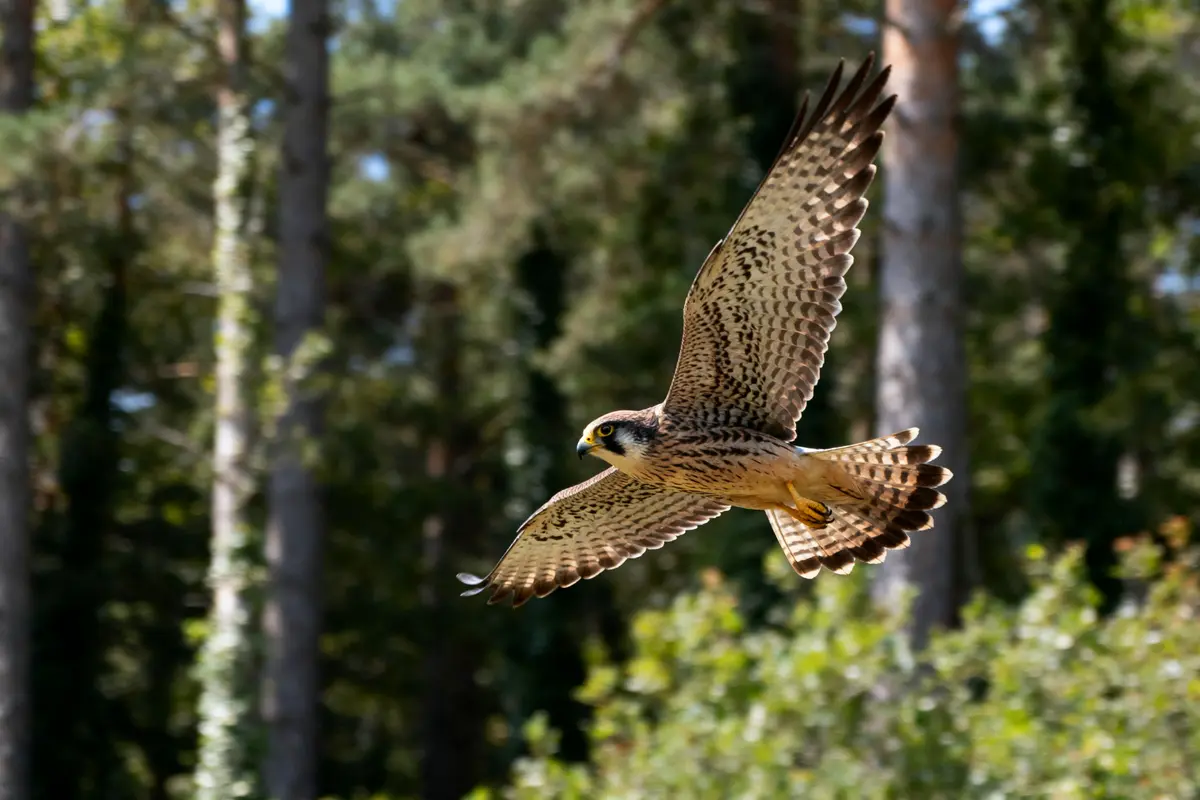 Faucon en vol, ailes déployées, fond de forêt verdoyante, lumière naturelle.