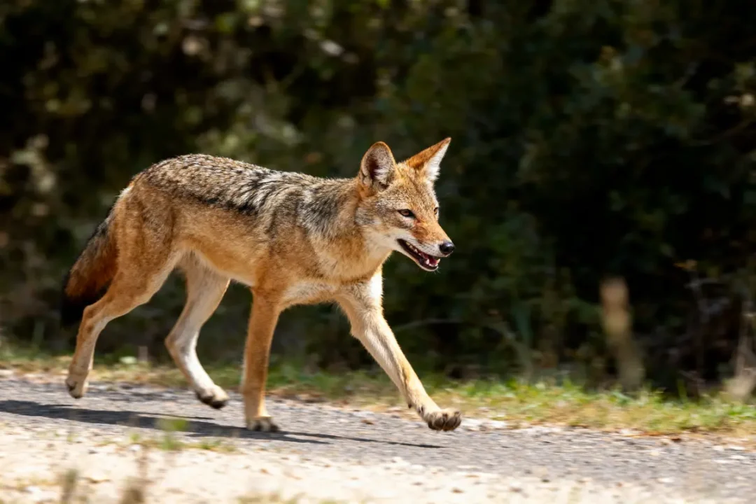 Chacal trottant sur une route, fond de végétation verdoyante floue.