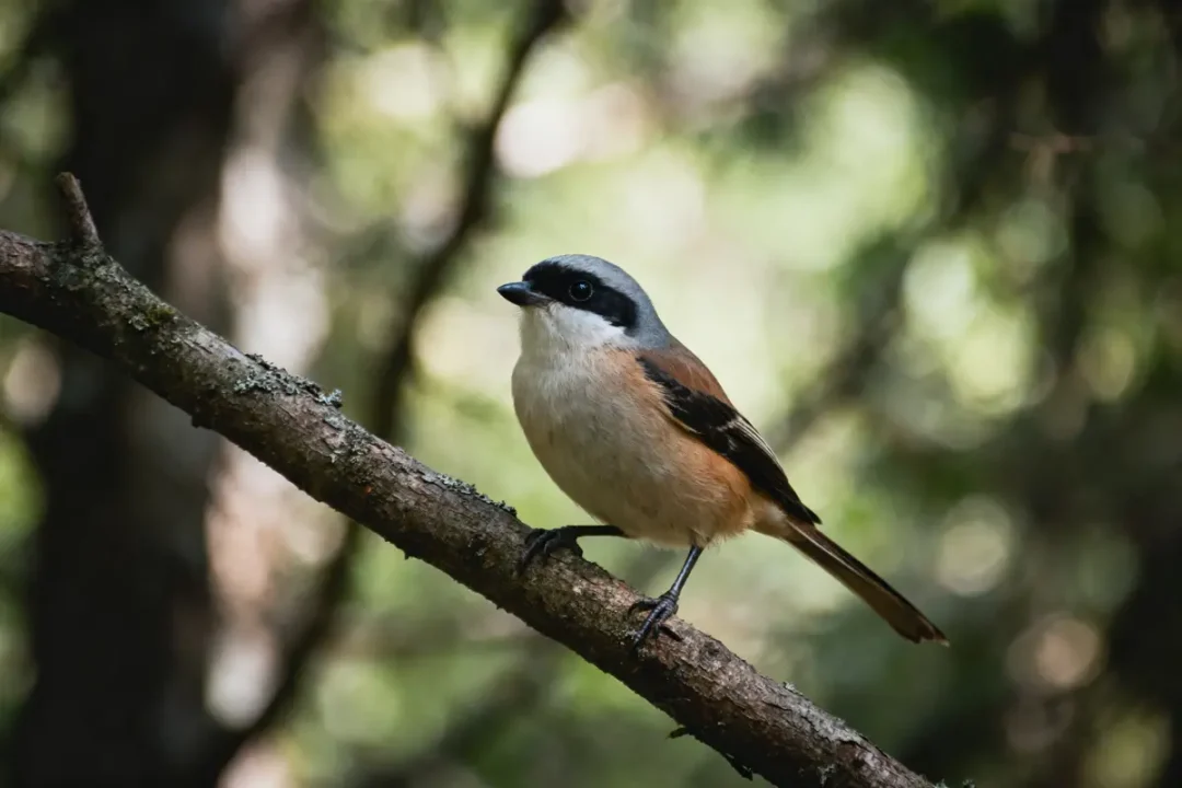 Oiseau perché sur une branche dans une forêt, fond flou, lumière naturelle.