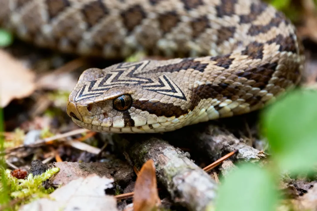 Serpent vipérin marron avec motif en zigzag noir sur la tête, posé sur le sol forestier.