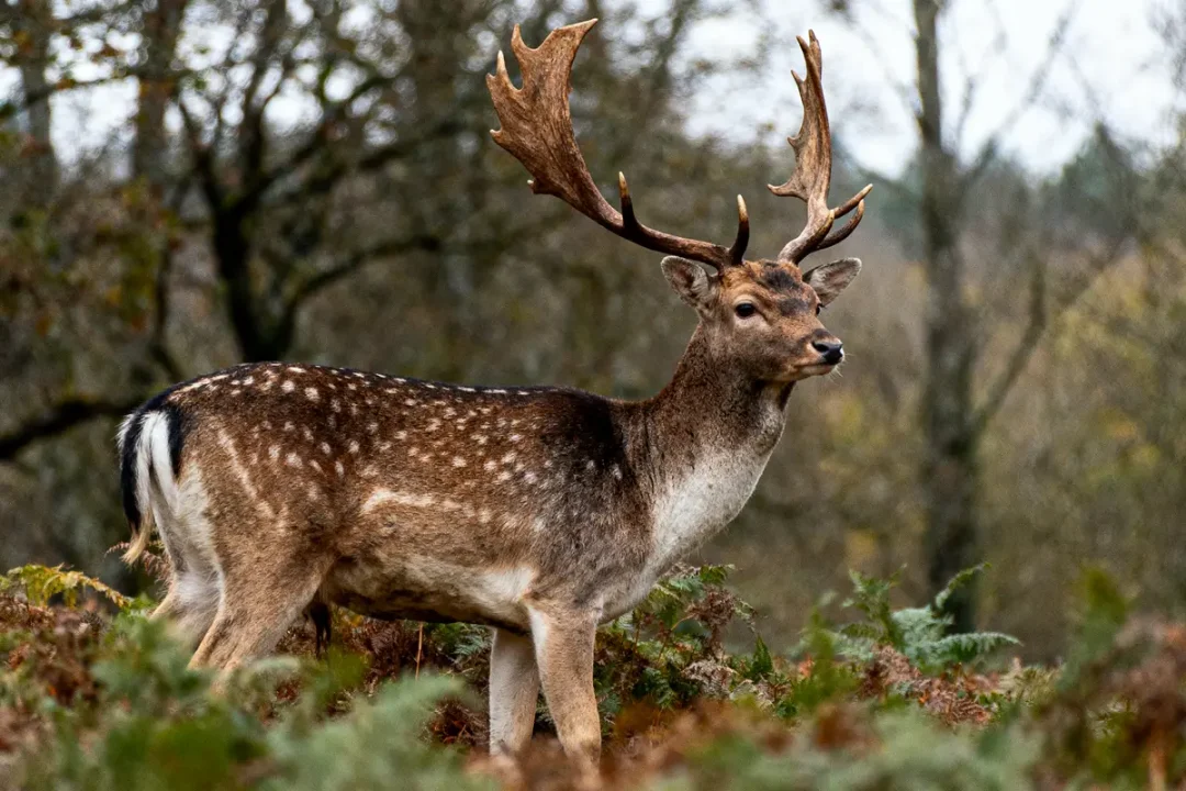 Cerf élaphe majestueux avec bois étendus, se tenant dans une forêt automnale dense.