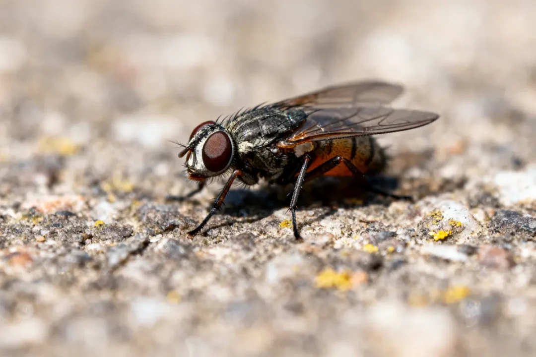 Gros plan d'une mouche posée sur une surface granuleuse, montrant détails des ailes et yeux.