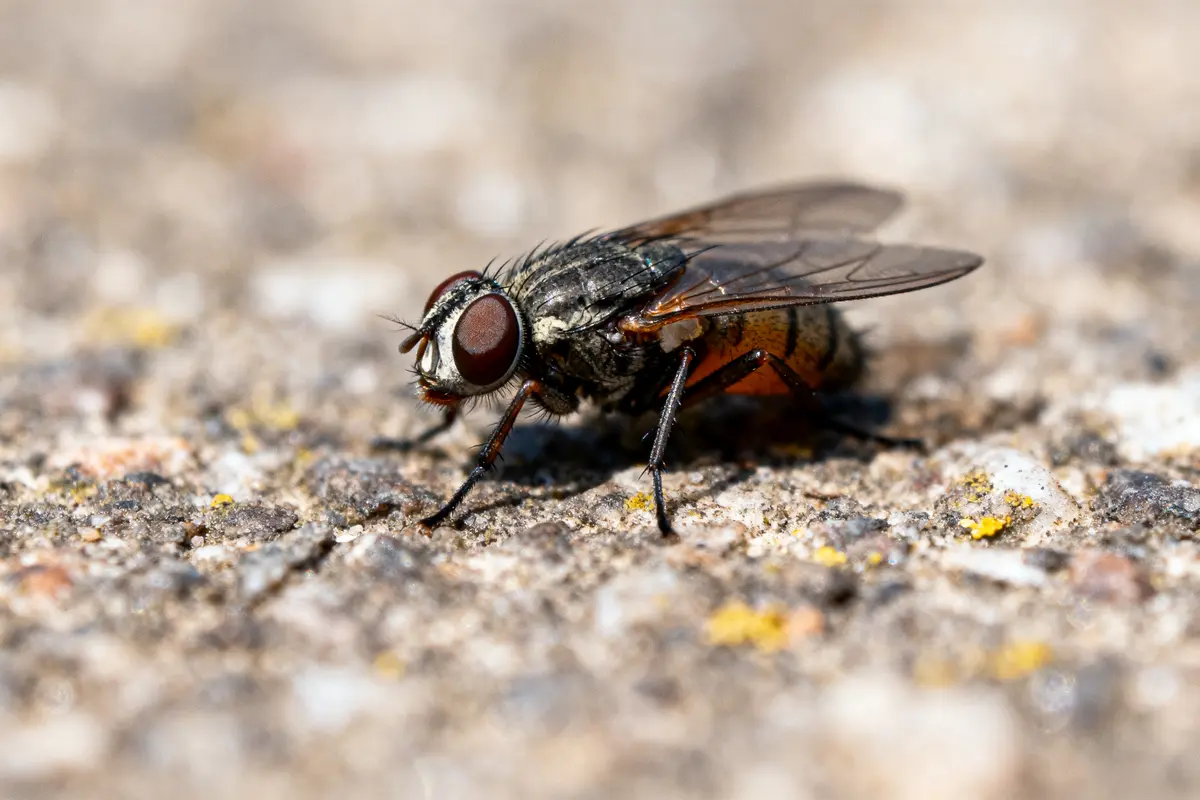 Gros plan d'une mouche posée sur une surface granuleuse, montrant détails des ailes et yeux.