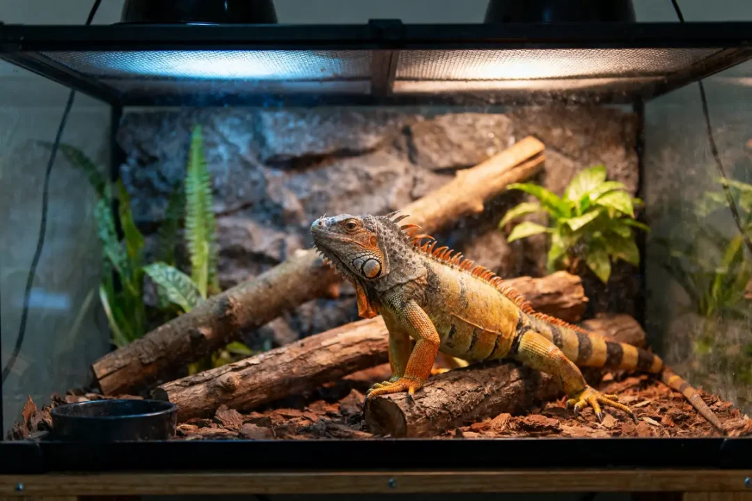 Iguane dans un terrarium avec branches, plantes et éclairage.