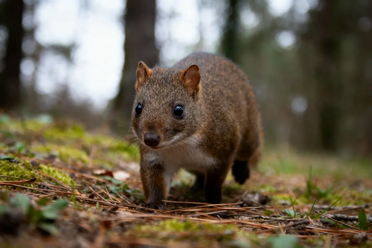 Petit animal brun marche sur sol de forêt, entouré de mousse et d'arbres flous en arrière-plan.