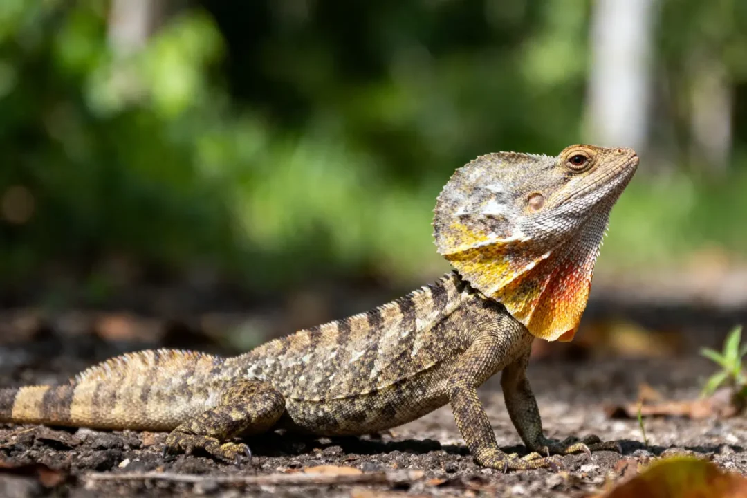 Lézard à collerette sur sol forestier, col coloré, fond flou verdoyant.