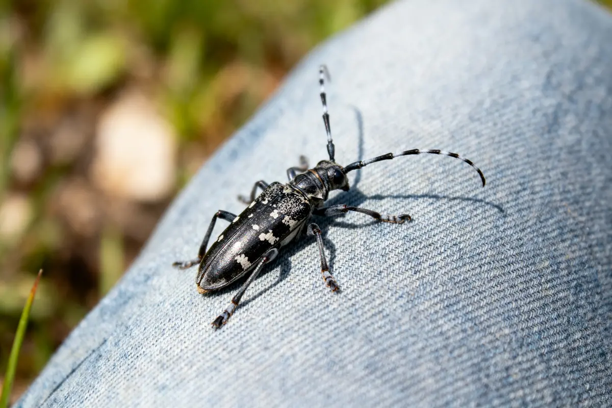 Un insecte noir avec antennes, posé sur du tissu en jean, en extérieur.