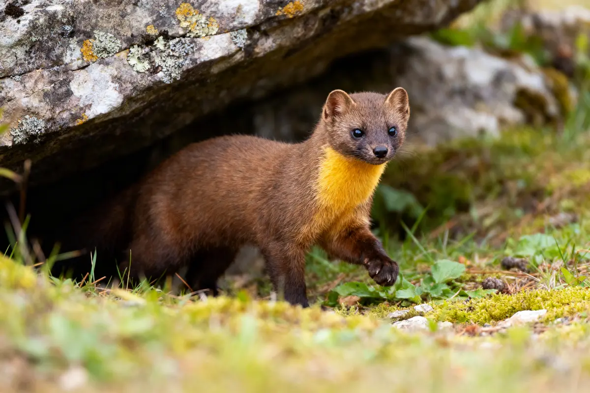 Belette brune avec gorge jaune sortant d'une tanière rocheuse, entourée de végétation.