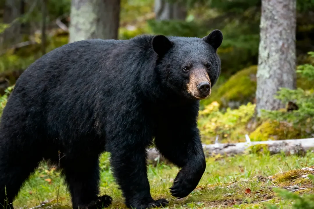 Ours noir marchant dans une forêt verdoyante avec des arbres en arrière-plan.