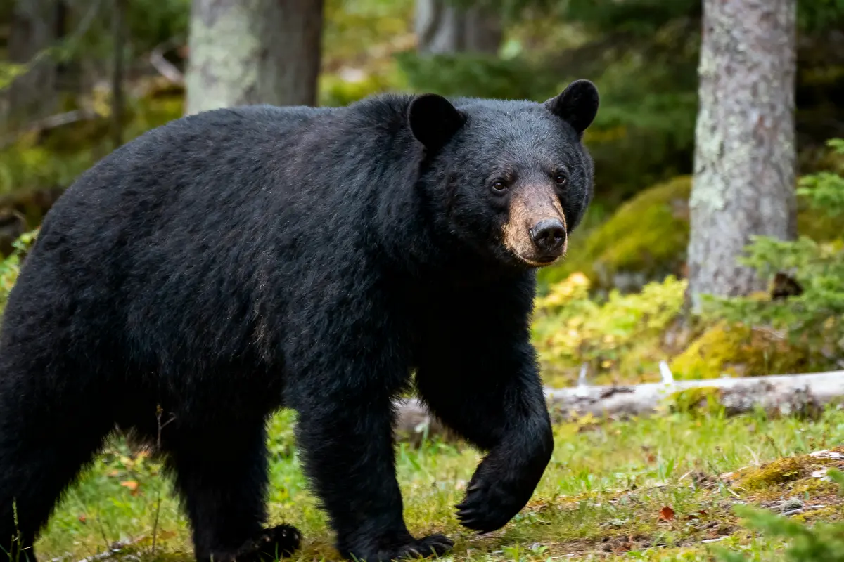 Ours noir marchant dans une forêt verdoyante avec des arbres en arrière-plan.