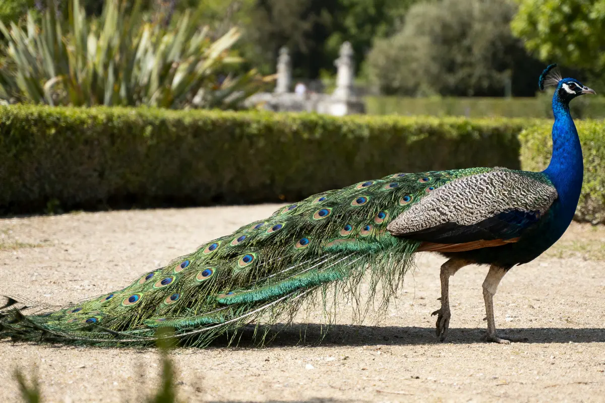 Paon bleu marchant dans un jardin avec une longue queue colorée déployée. Arbustes et végétation en arrière-plan.