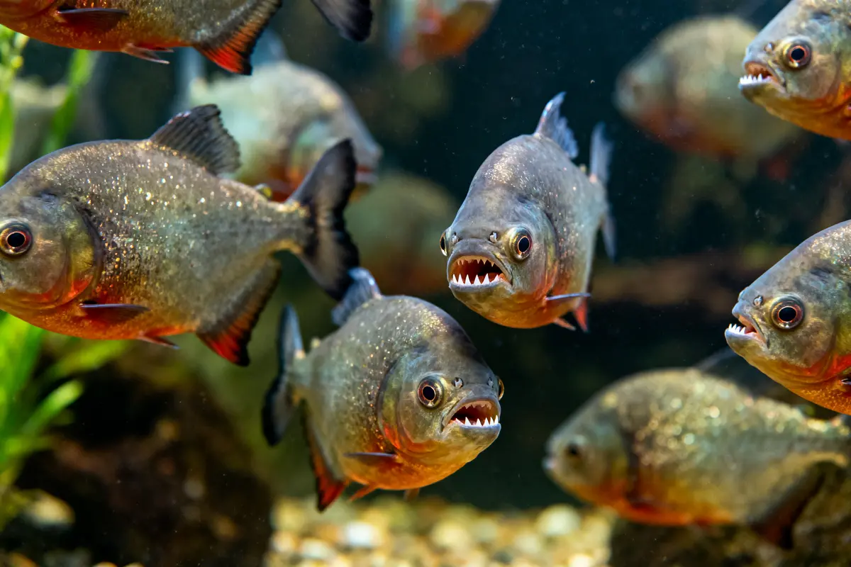 Groupe de piranhas dans l'eau, montrant leurs dents pointues, nageant ensemble.