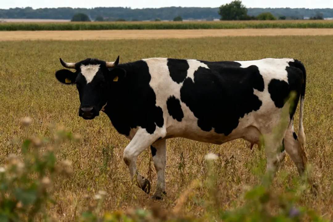 Vache noire et blanche dans un champ, marchant parmi l'herbe, avec un paysage agricole en arrière-plan.