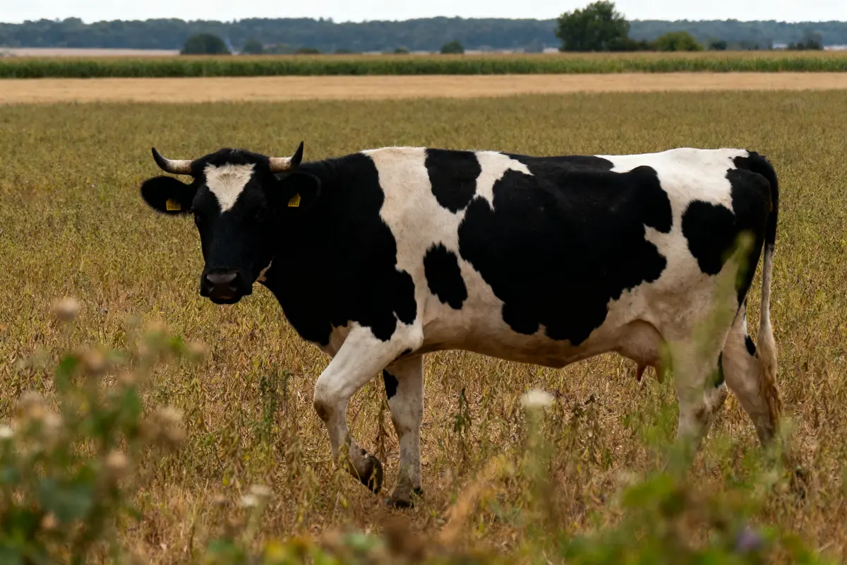 Vache noire et blanche dans un champ, marchant parmi l'herbe, avec un paysage agricole en arrière-plan.