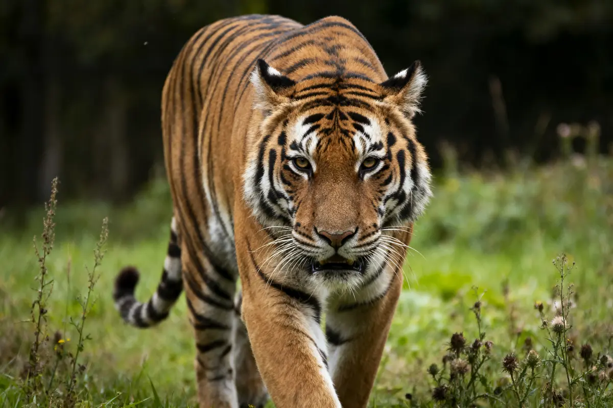 Tigre marchant dans l'herbe verte, regard intense, environnement naturel flou en arrière-plan.