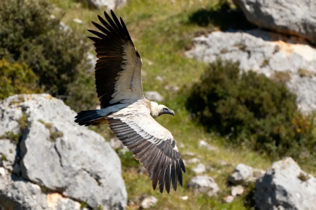 Vautour en vol plané au-dessus d'un paysage rocailleux et verdoyant.