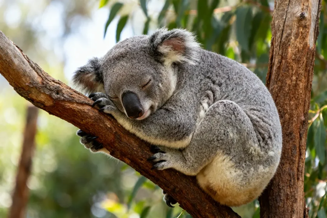 Koala endormi sur une branche d'arbre, un animal qui dort beaucoup dans la nature