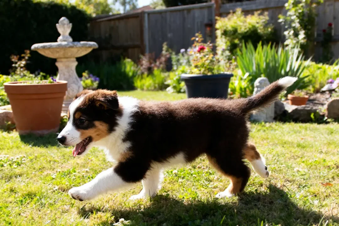 Un berger australien bébé court joyeusement dans le jardin ensoleillé devant fontaine
