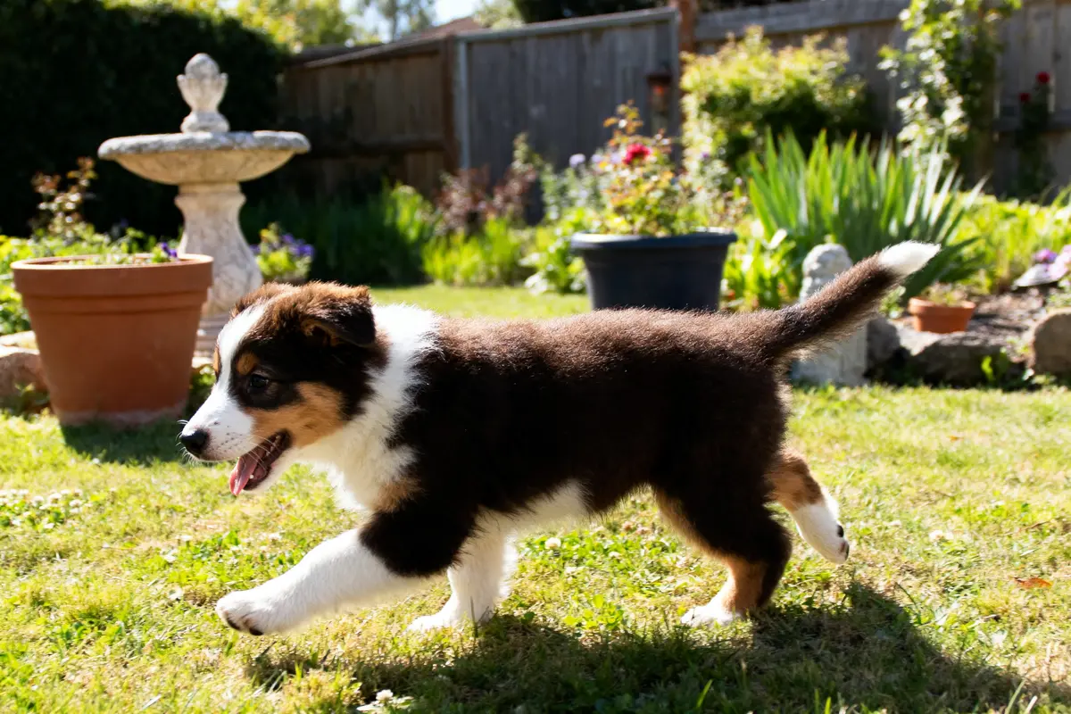 Un berger australien bébé court joyeusement dans le jardin ensoleillé devant fontaine