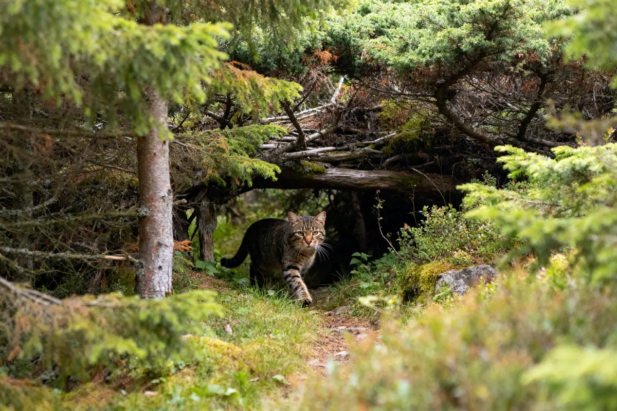 Chat sauvage marchant dans une forêt dense sous un abri naturel de branches