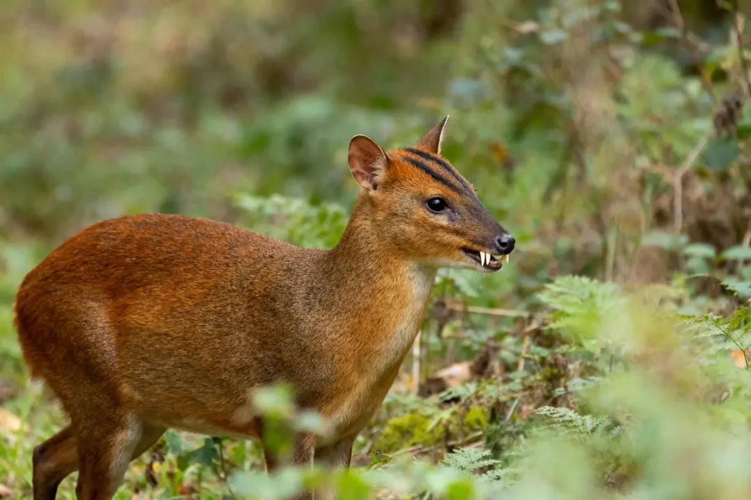 Chevrotain aux longues dents dans la forêt verdoyante en pleine journée