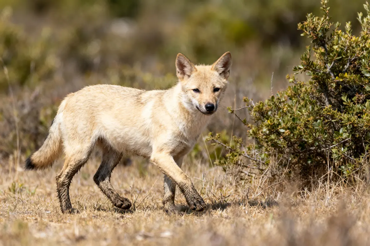 Chien des buissons marchant dans un paysage aride avec des buissons verts