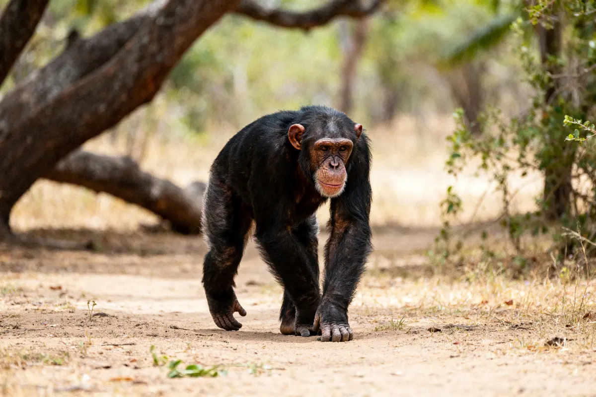 Chimpanzé marchant sur un sentier forestier, entouré de verdure et d'arbres