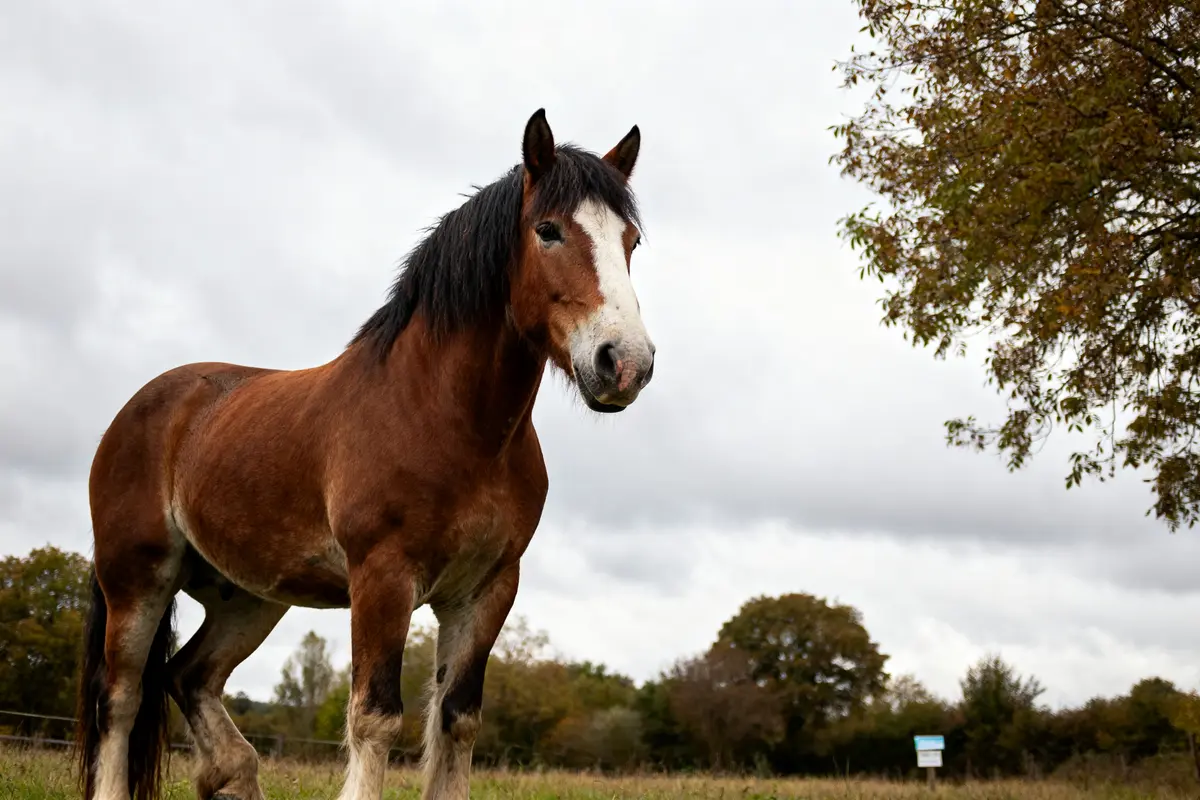 Cheval Clydesdale brun debout dans un pré sous un ciel nuageux