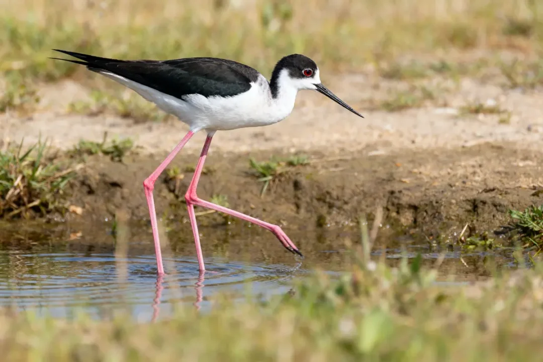 Échasse blanche marchant dans l'eau peu profonde, milieu naturel verdoyant et terreux