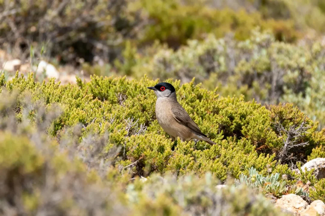 Fauvette mélanocéphale posée parmi les buissons verts en milieu naturel ensoleillé