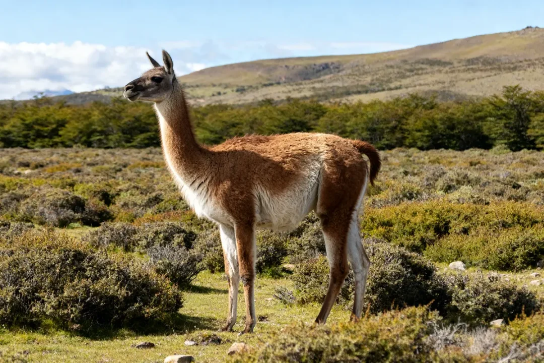 Guanaco debout dans prairie verdoyante sous ciel bleu en Patagonie.