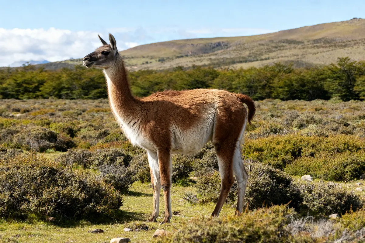 Guanaco debout dans prairie verdoyante sous ciel bleu en Patagonie.