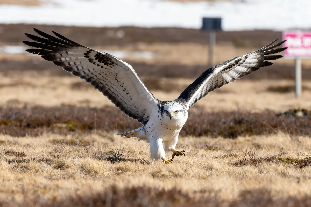 Un harfang des neiges en vol, ailes déployées, sur un terrain herbu sèche.
